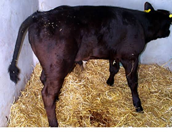 TETANUS IN RUMINANT ANIMALS.